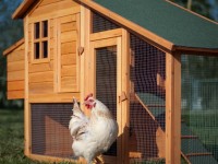 Doe-het-zelf kippenhok: projecten voor een moderne boerderij en een privéhuis (65 foto-ideeën)