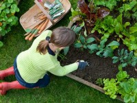 Cómo decorar el jardín con sus propias manos: diseño creativo y desglose en zonas (53 fotos + video)